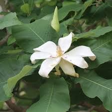 Ashe's Magnolia