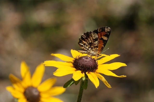 Black-eyed Susan var. Floridana
