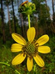 Kidneyleaf Rosinflower (Kidney Leaf)