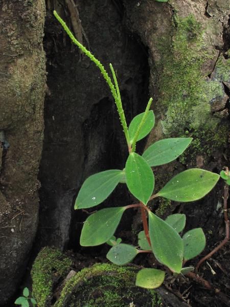 Low Peperomia - 1g