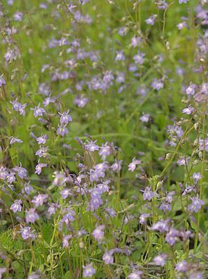 Bay Lobelia