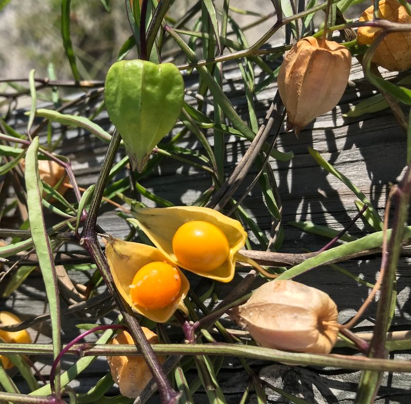 Coastal Groundcherry