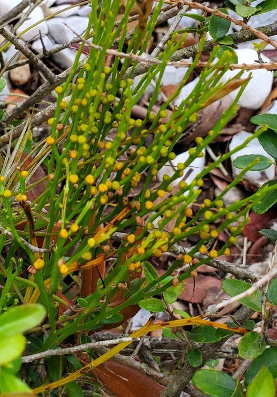 Whisk Fern 1g