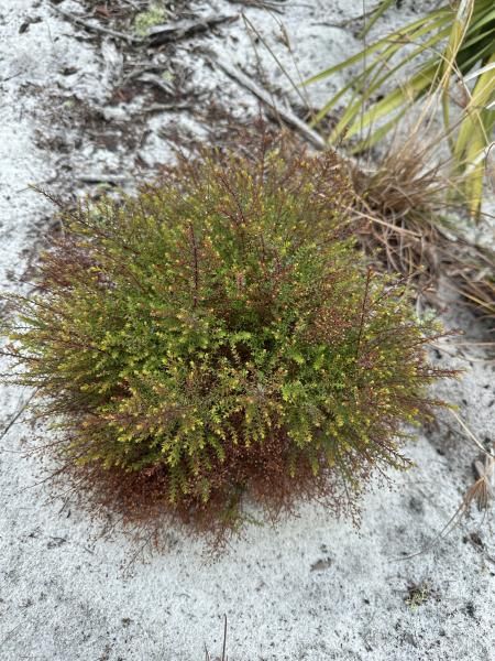 Deckert's Pinweed
