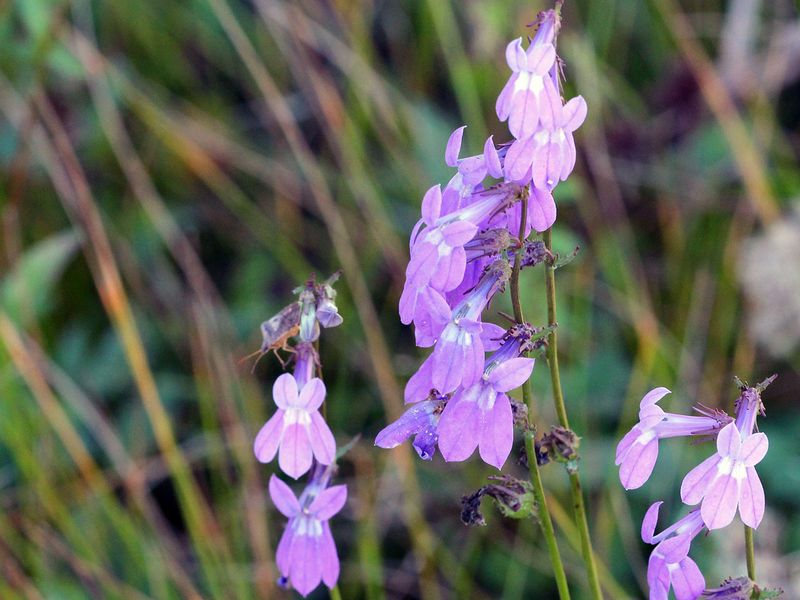 Glades Lobelia 1g