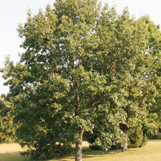Swamp Chestnut Oak