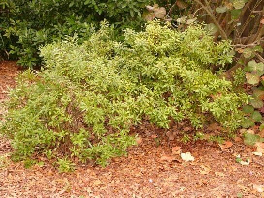 Dwarf Wax Myrtle