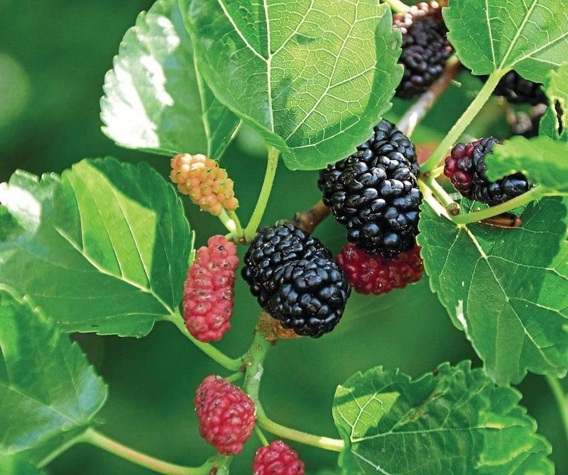 "Dwarf Everbearing" Black Mulberry
