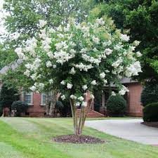 Crape Myrtle 'Natchez' 30gal