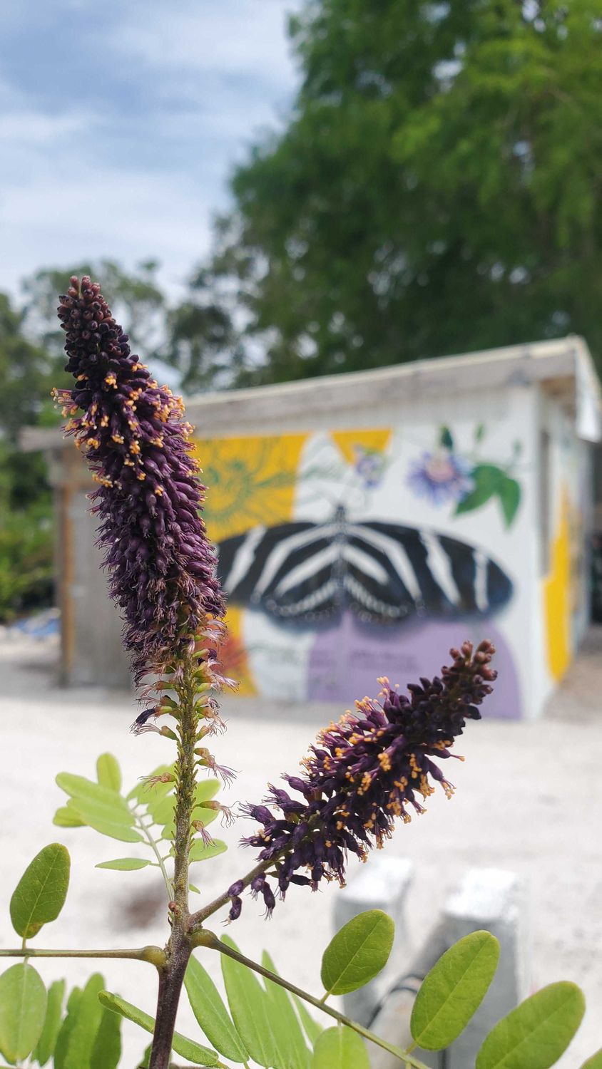 Lead Plant False Indigo