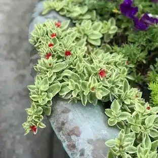 Baby Sun Rose