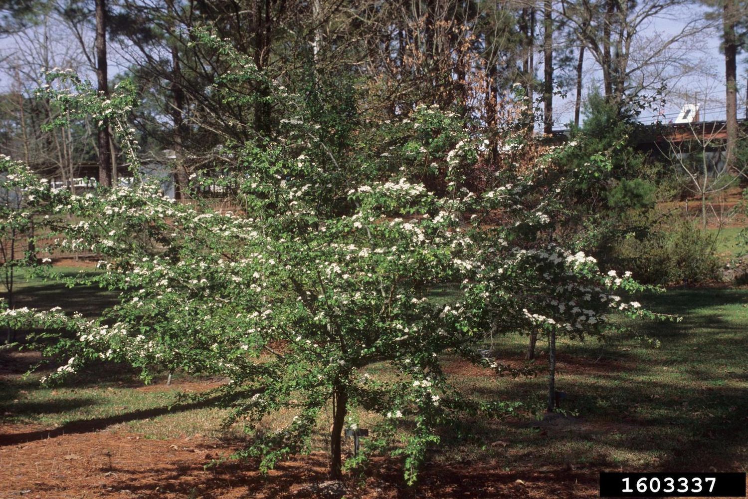 Parsley Haw