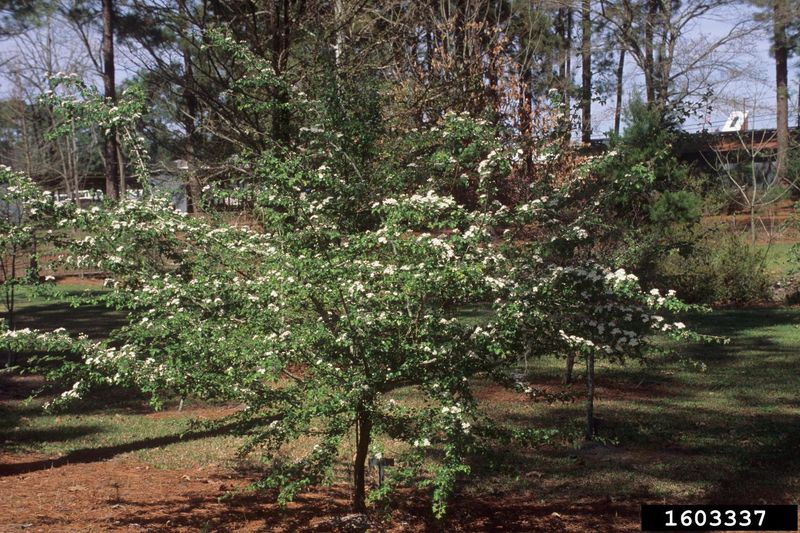 Parsley Haw