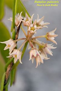 Gulf Coast Swallow Wort