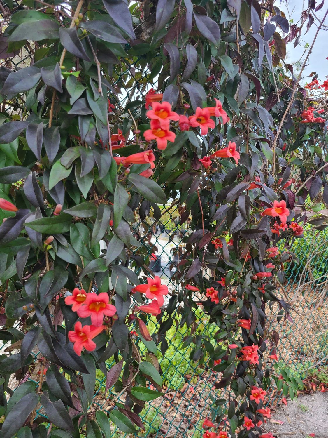 Crossvine