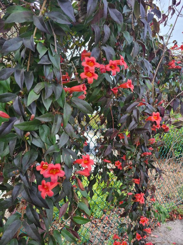 Crossvine