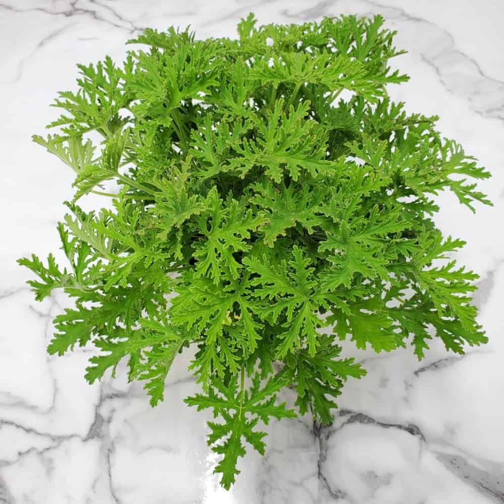 Citronella