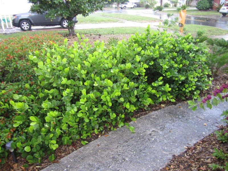 Horizontal Cocoplum