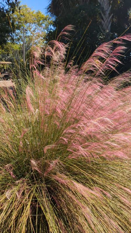 Pink Muhly Grass
