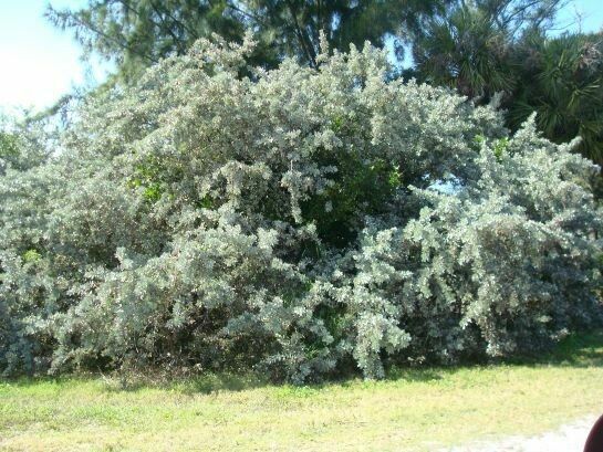 Silver Buttonwood