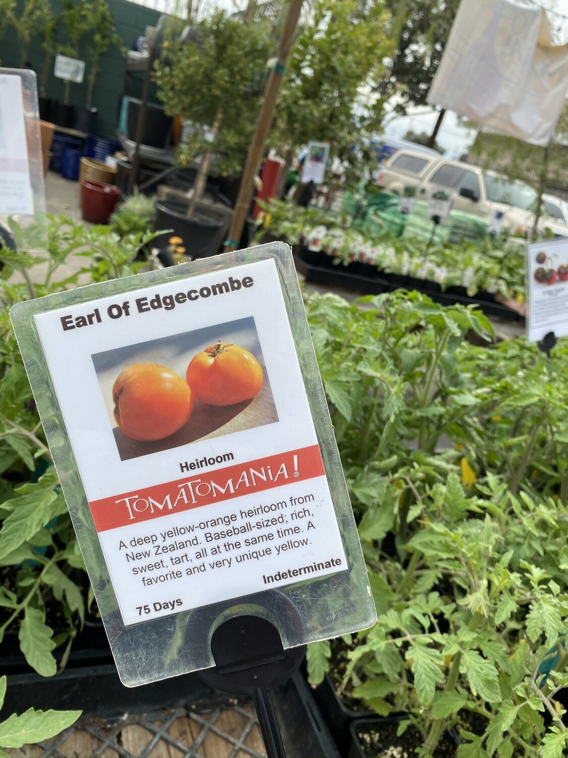 Earl of Edgecombe Tomato