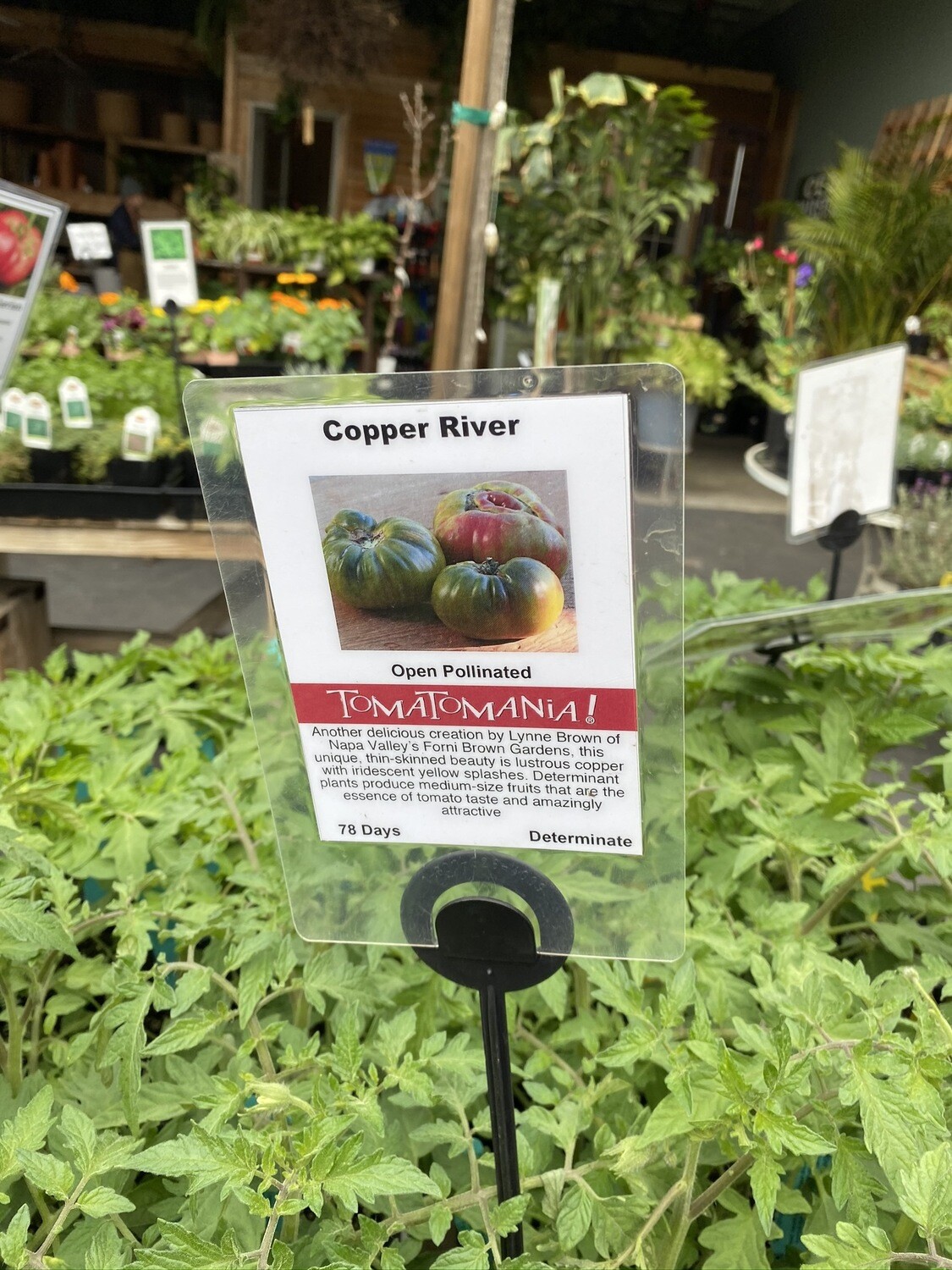 Copper River Tomato