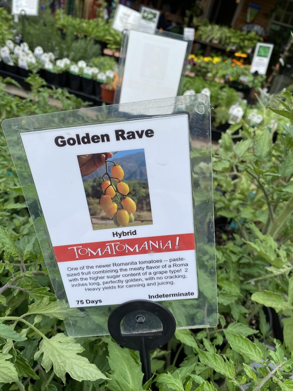 Golden Rave Tomato