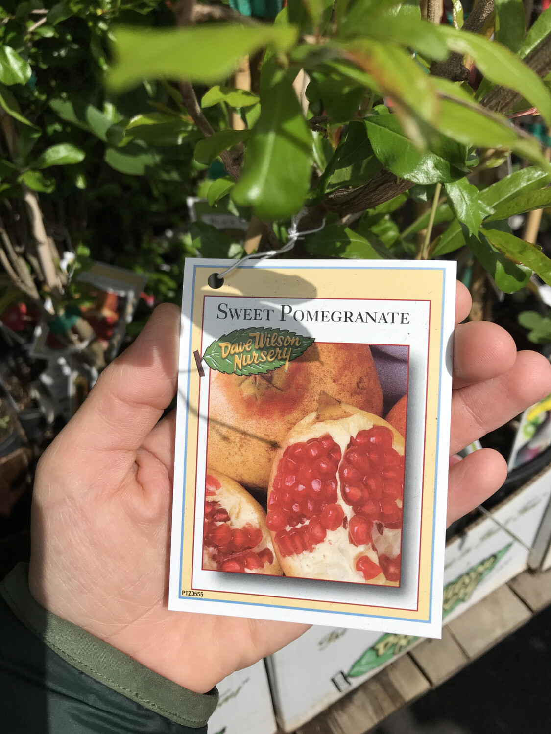 Pomegranate &#39;Sweet&#39; - 1 Gal 