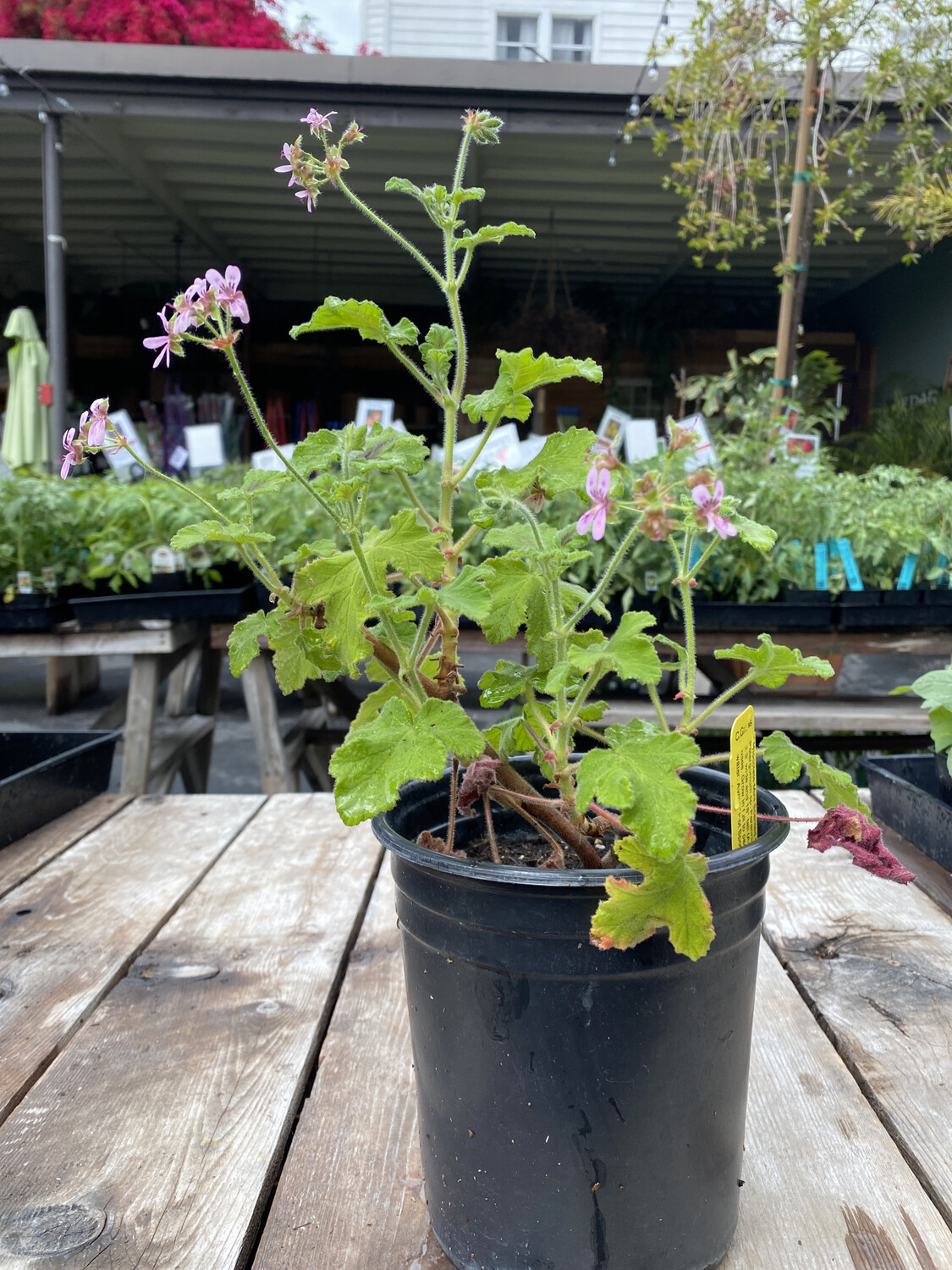 Scented Geranium - Chocolate Mint