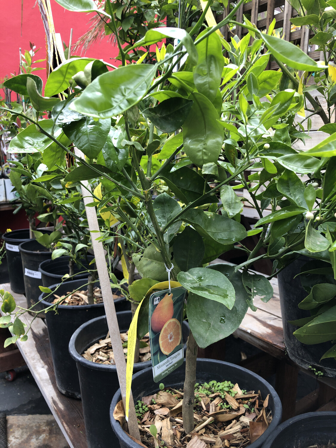 Minneola Tangelo - 5 gal