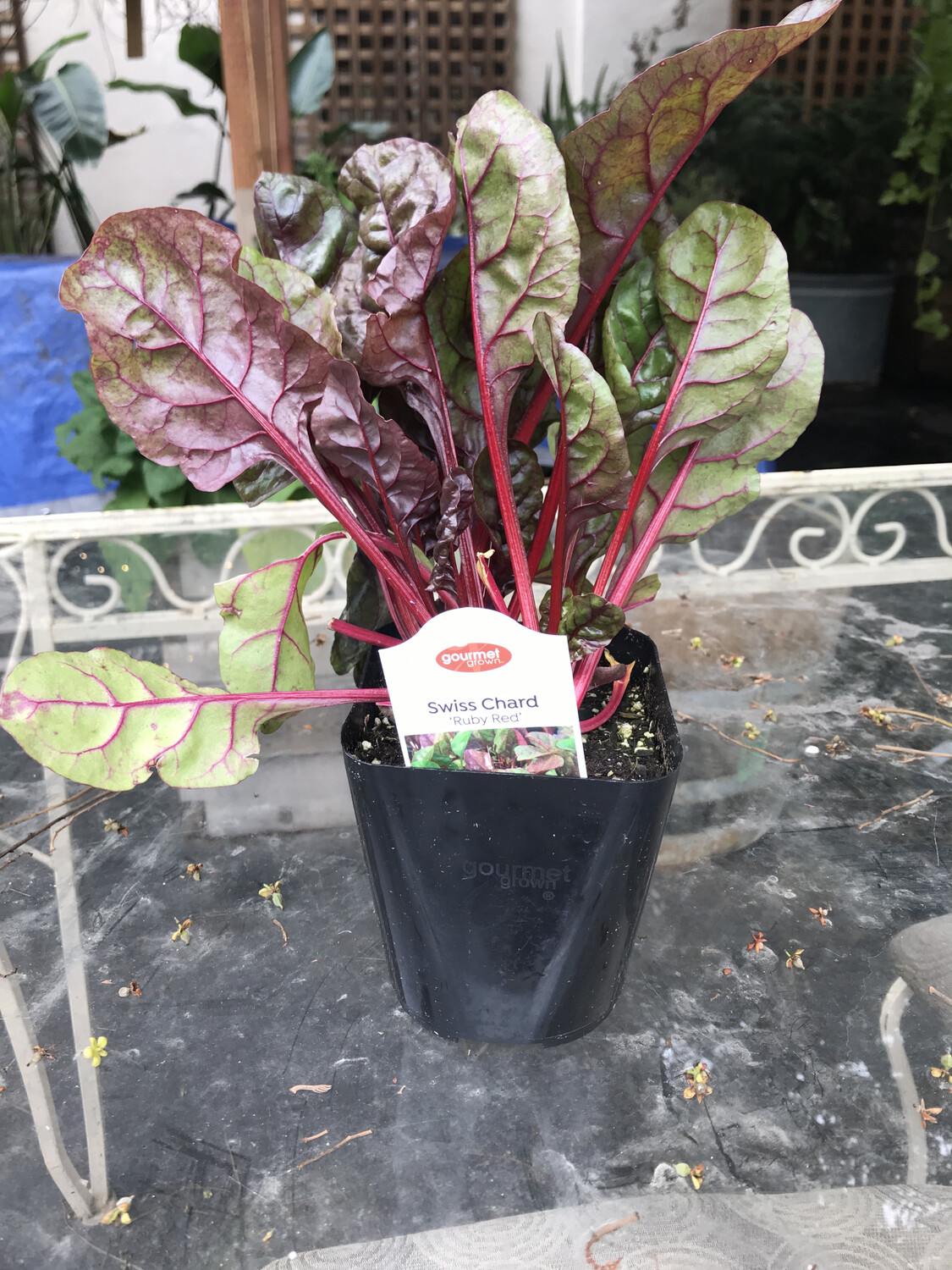 Swiss Chard &#39;Ruby Red&#39; OG - 4&quot;