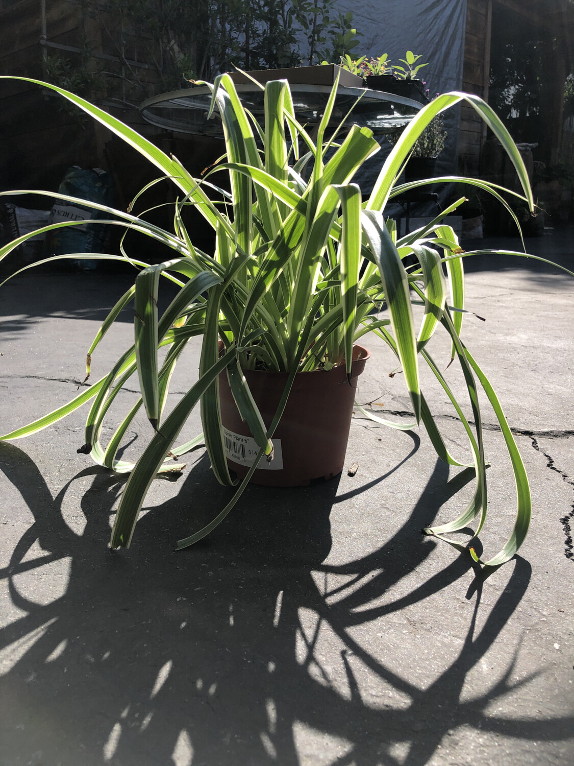 Spider Plant 6&#39;&#39;