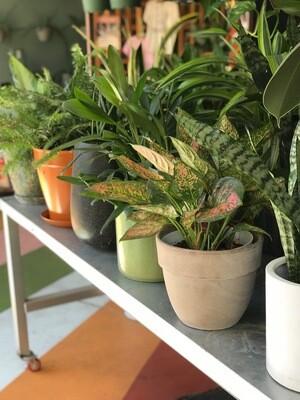INDOOR PLANTS