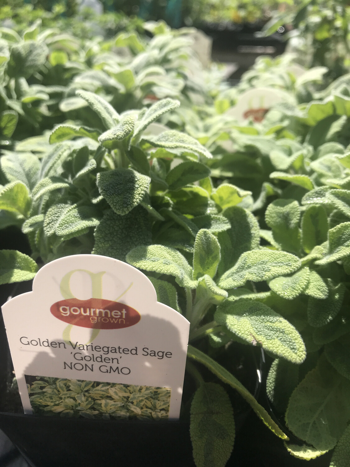 Sage &#39;Golden&#39; - 4&quot;