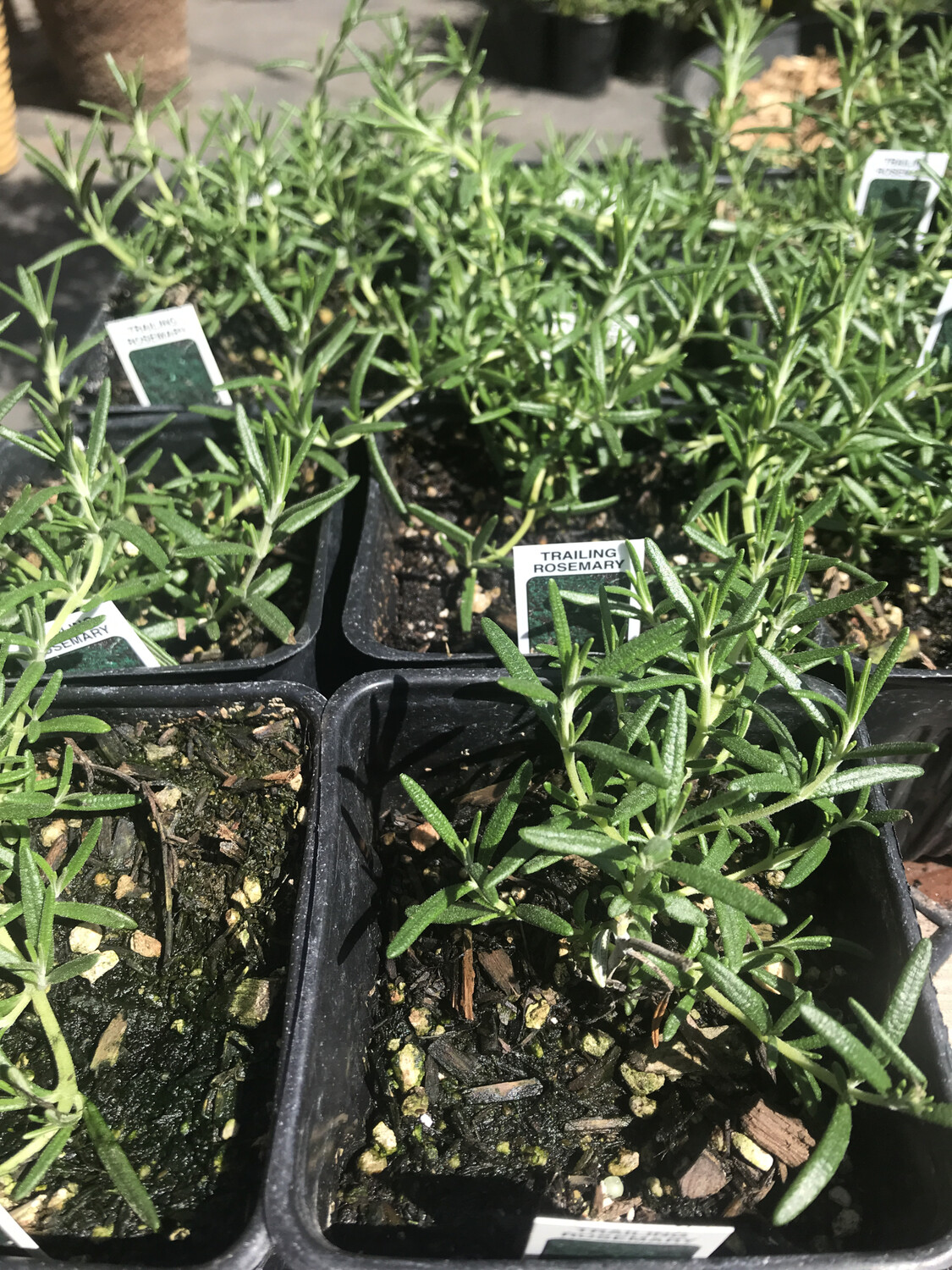 Rosemary &#39;Trailing&#39; - 6&quot;