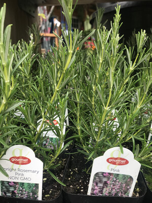Rosemary &#39;Upright&#39; OG - 4&quot;