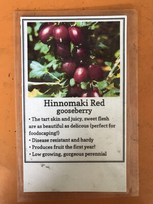 Gooseberry 'Hinnomaki Red' - 1 gal