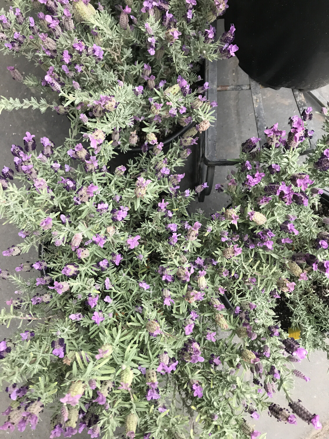 Sancho Panza Lavender - 5 gal