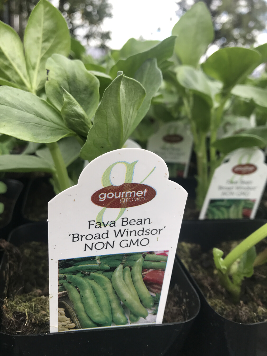 Bean &#39;Fava Windsor&#39; - 4&quot;