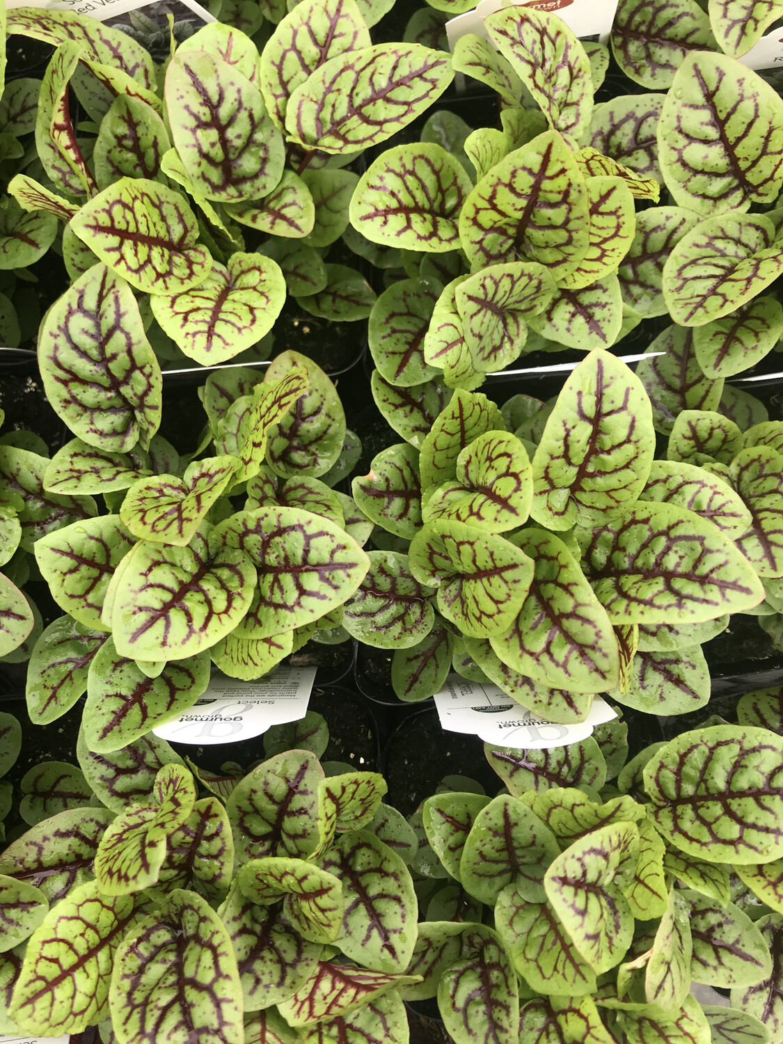 Sorrel &#39;Red Veined&#39; - 4&quot; (CG)