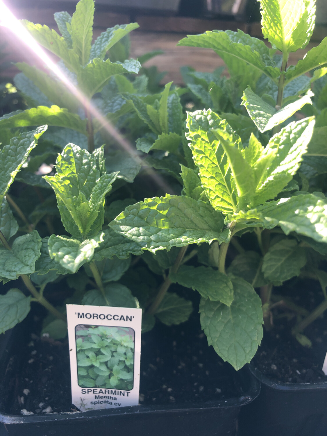 Mint &#39;Moroccan&#39; - 4&quot;