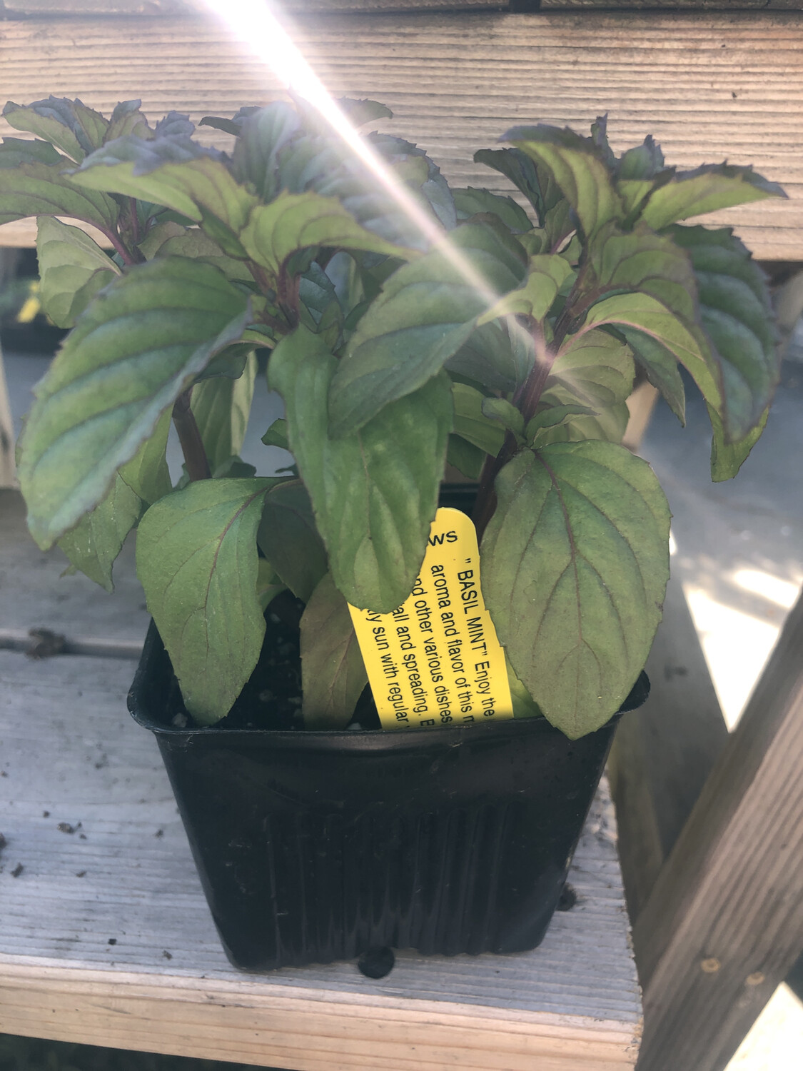 Mint &#39;Basil&#39; - 4&quot;