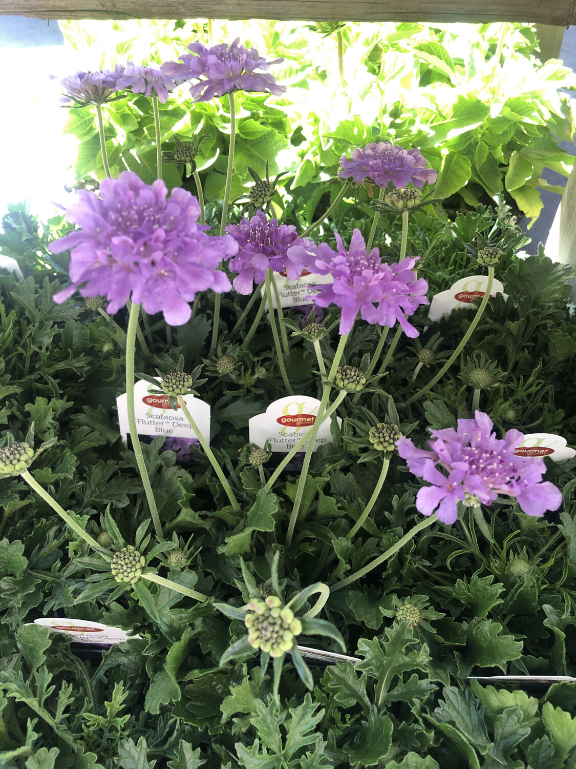 Scabiosa 'Butterfly Blue' - 4''