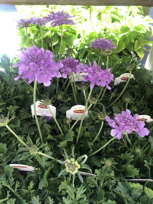 Scabiosa 'Butterfly Blue' - 4''