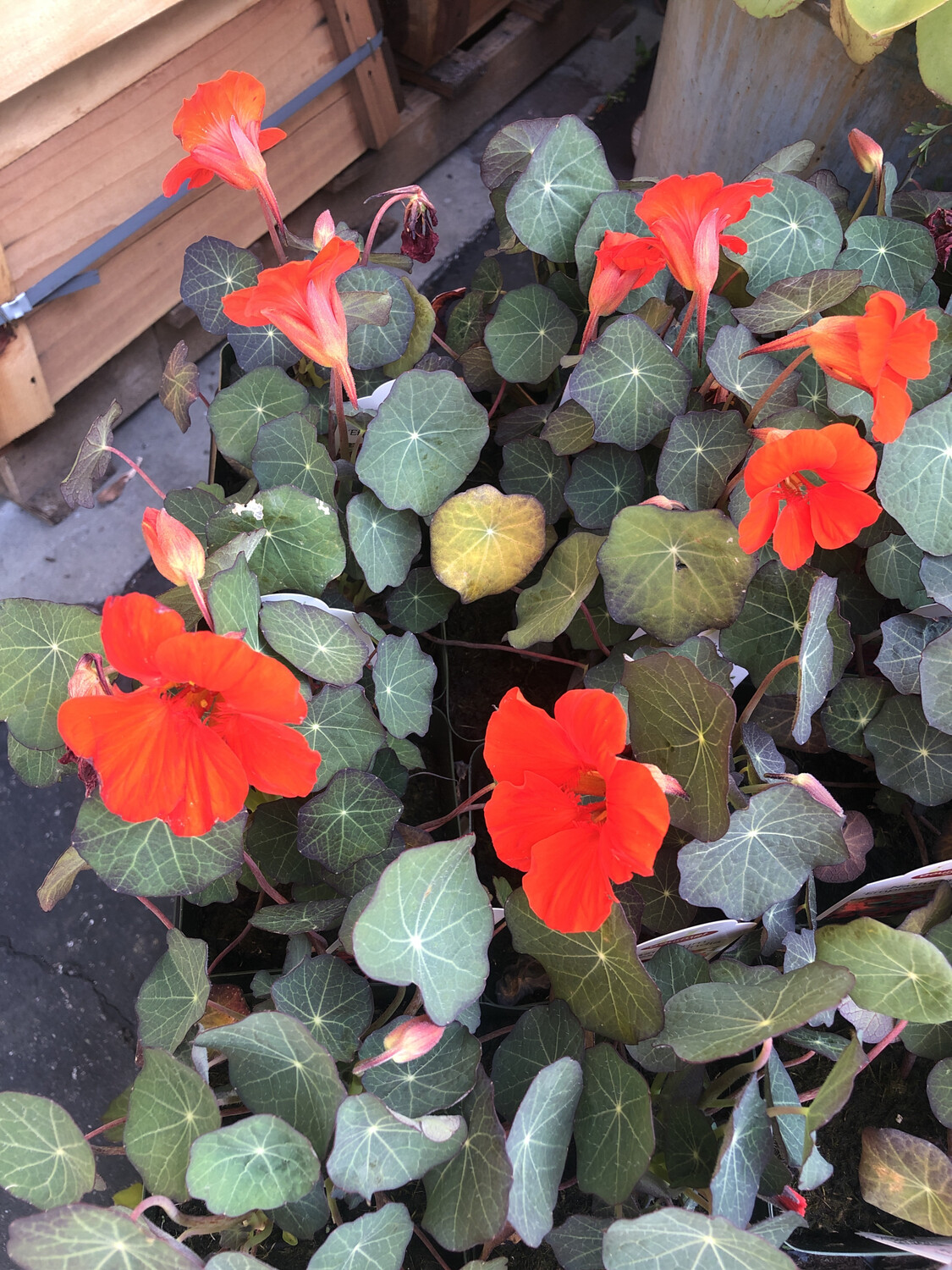 Nasturtium &#39;Empress of India&#39; - 6pk