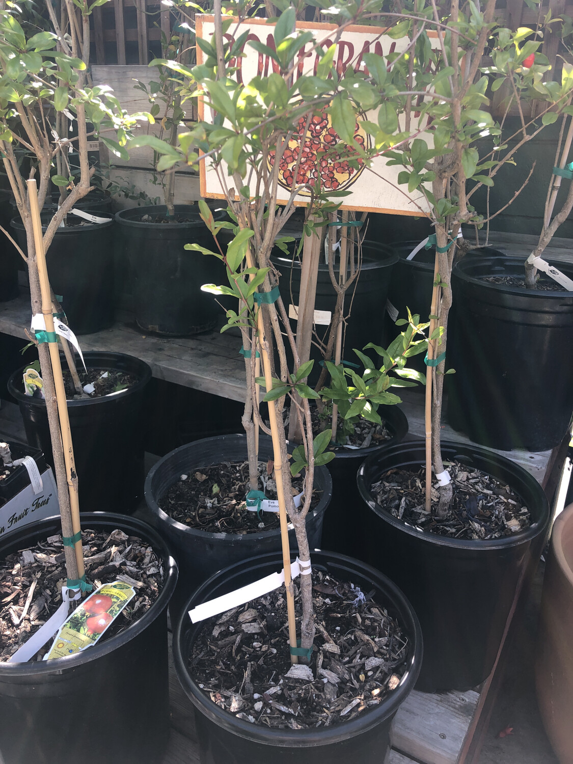 Eve Pomegranate 5 Gal