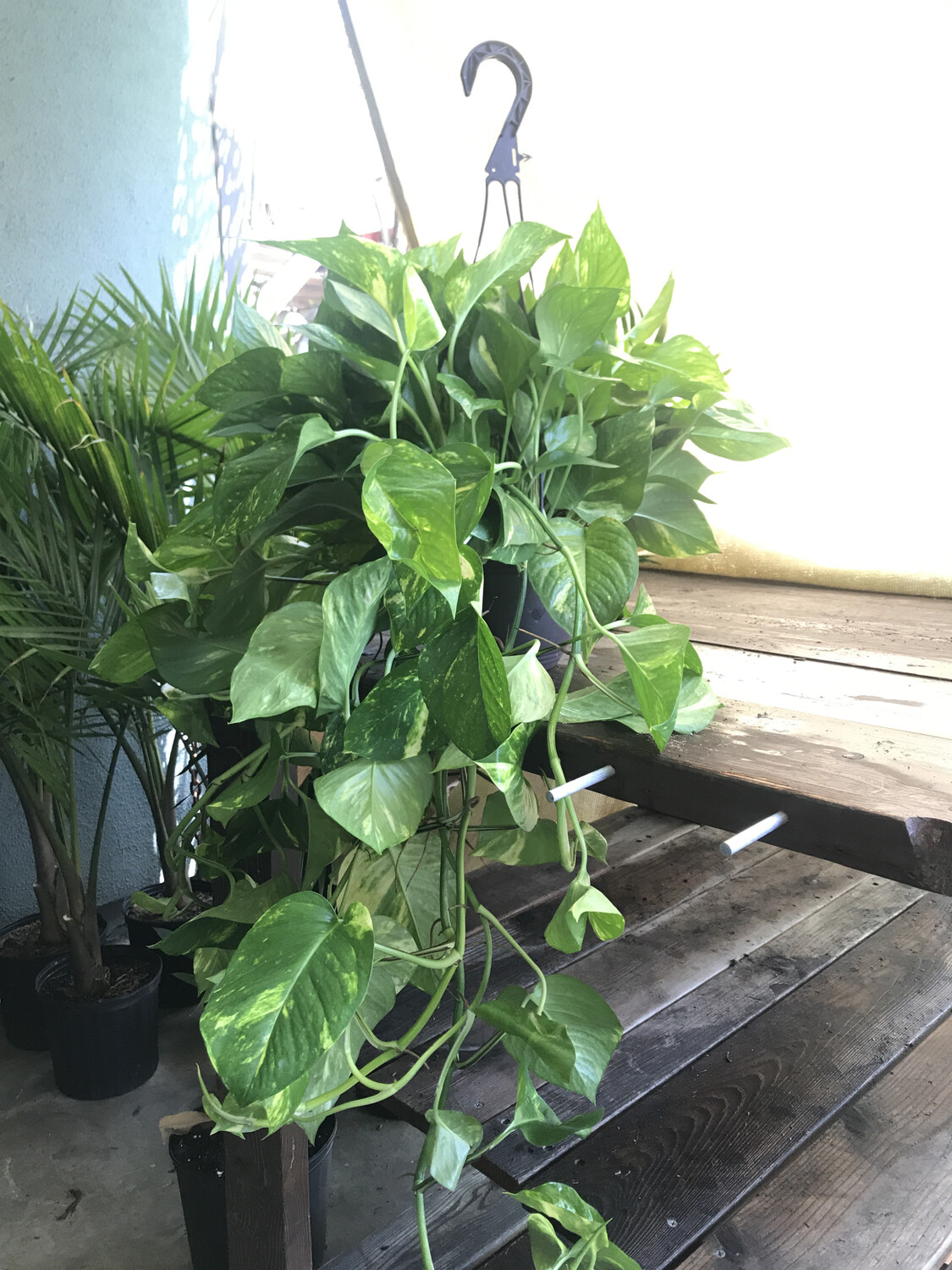 Pothos - 8&#39;&#39; 