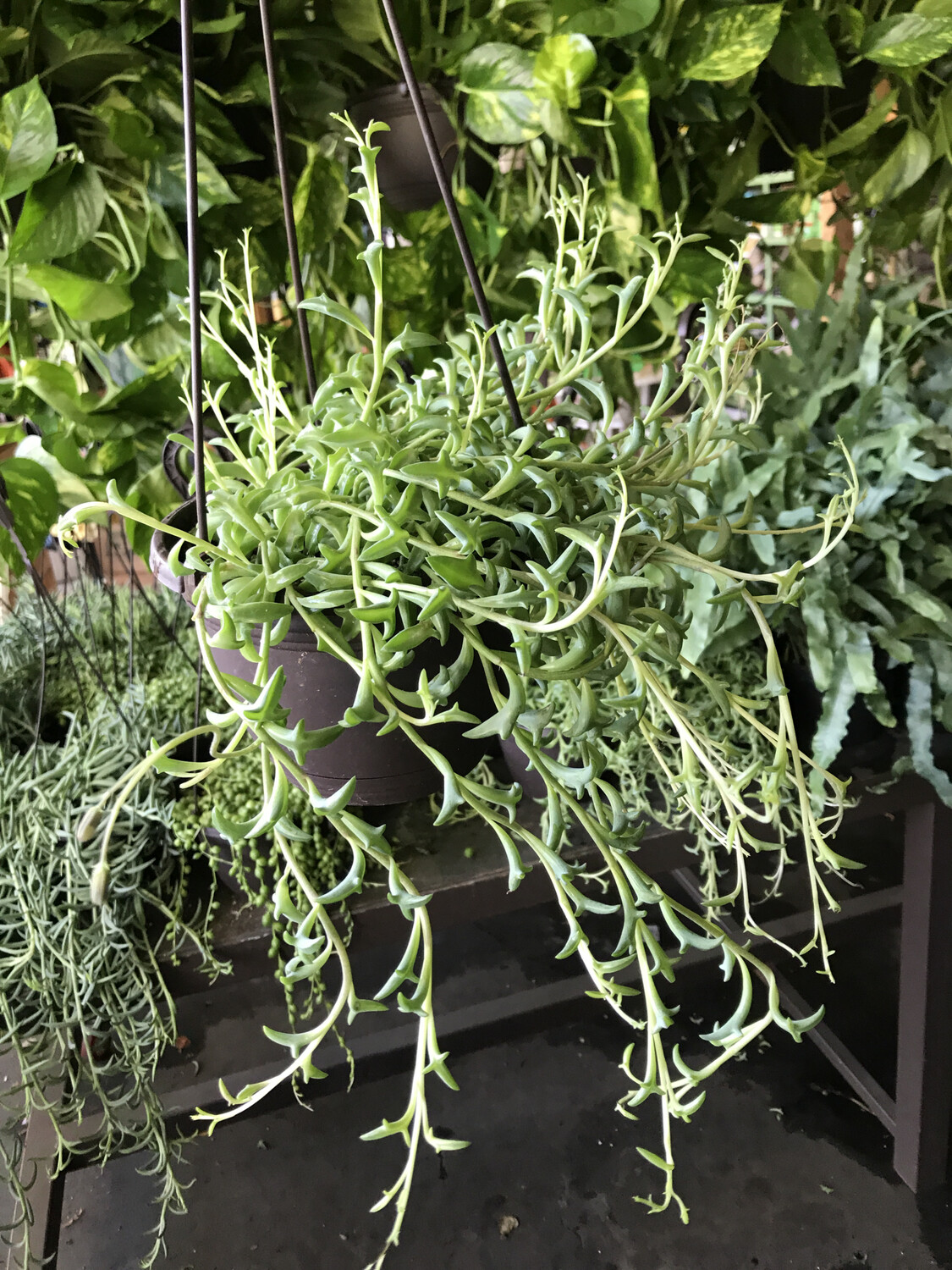 String of Dolphins - 6&#39;&#39; 