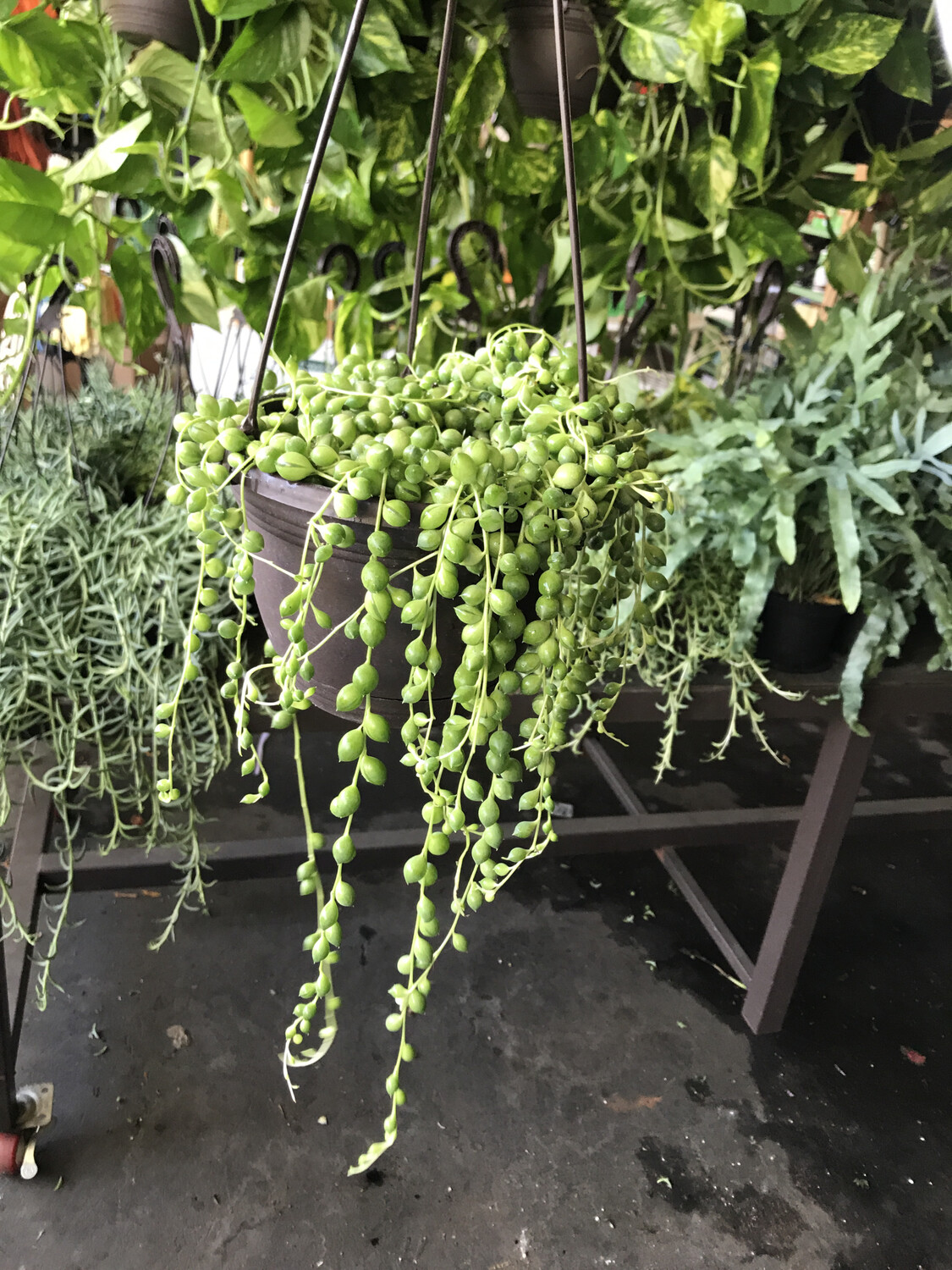 String of Pearls - 6&#39;&#39; 