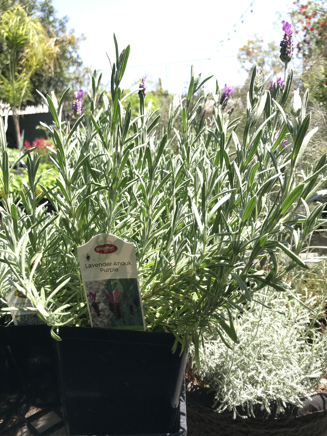 Lavender &#39;Anouk Purple Medley&#39; - 1 gal